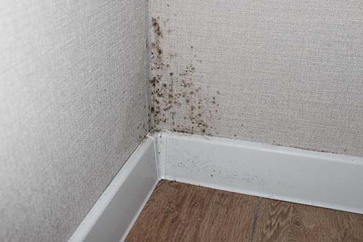 Mold or mildew on wall