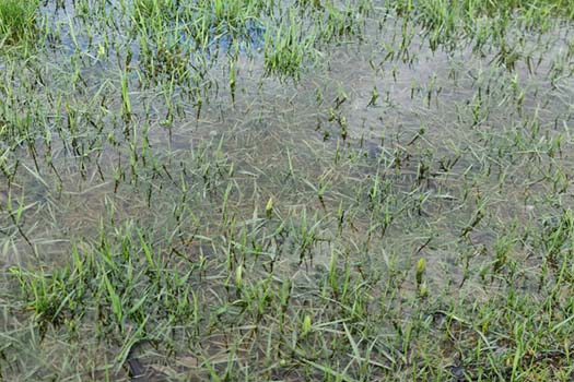 wet lawn above sewer leak